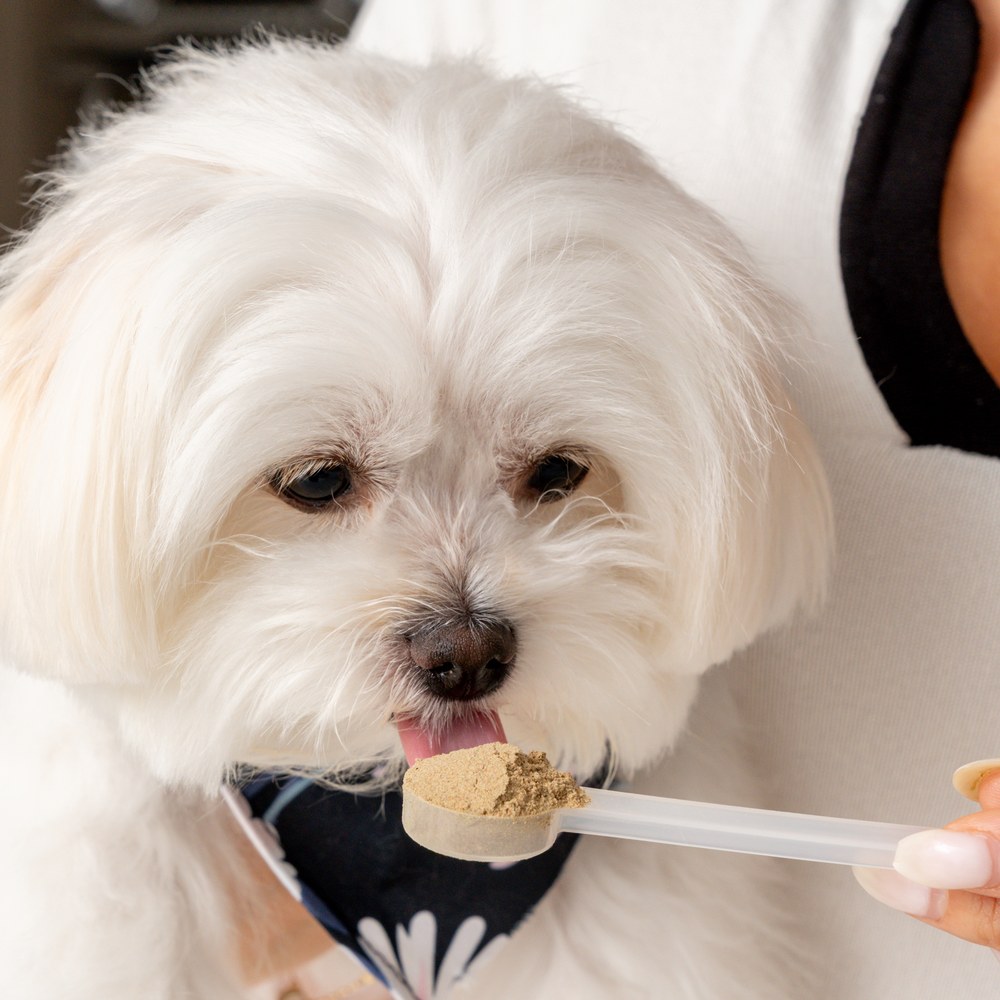 Maltese licking a scoop of Iron Paws powder straight from the scoop